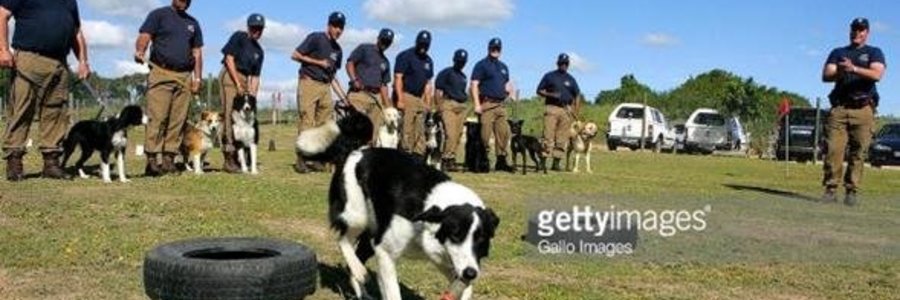 Gansbaai WC police seeking dog donations Internet photo_1